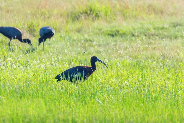 Parlak Aynak (Plegadis falcinellus) Doğal Habita Kuş Wading