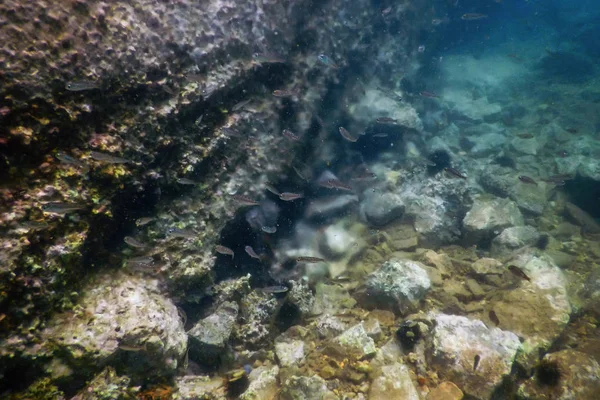 Sea Life Underwater Rocks Sunlight, Underwater Life — Stock Photo, Image