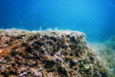 Deniz Yaşamı Su Altında Kayalar Güneş Işığı Altında Yaşam