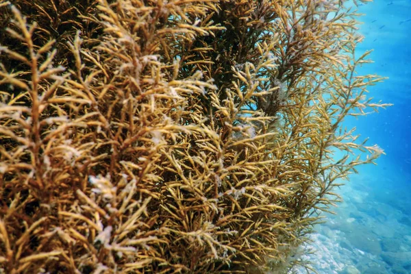 Морської трави під водою, підводні крупним планом морської трави — стокове фото