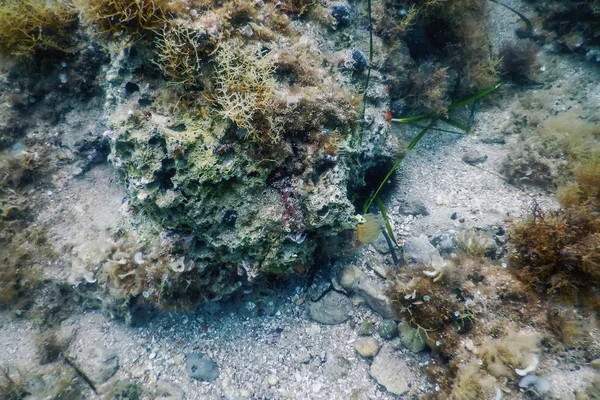 Zee Leven Onderwater Rotsen Zonlicht, Onderwater Leven — Stockfoto
