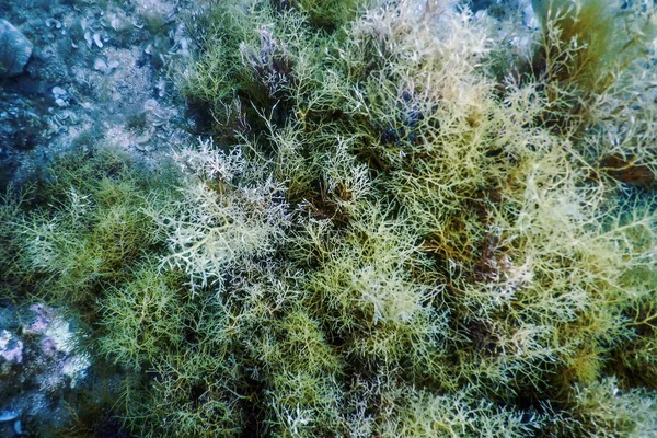 Floresta de algas marinhas, Algas subaquáticas, Cena subaquática — Fotografia de Stock
