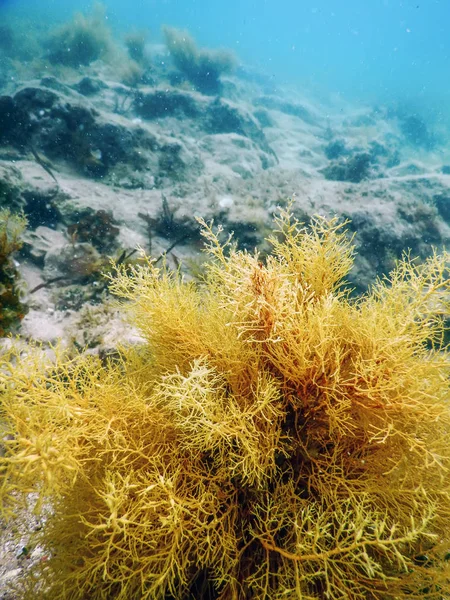 Forest of Seaweed, Seaweed Underwater, Underwater Scene — Stock Photo, Image