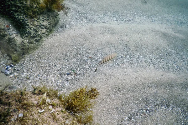Comber риби (Serranus cabrilla) Підводна сцена, підводні LiF — стокове фото