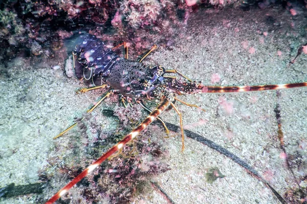 Langosta espinosa común (Palinurus elephas) Langosta mediterránea — Foto de Stock