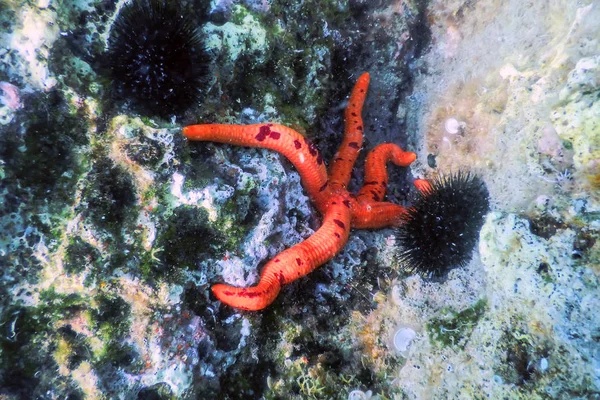Czerwona rozgwiazda na podłodze morza (Echinaster sepositus) Underwater — Zdjęcie stockowe
