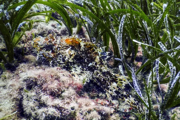 Замасковані Скорпіон риби (Скорпаена скрофа) червоний Скорпіон — стокове фото