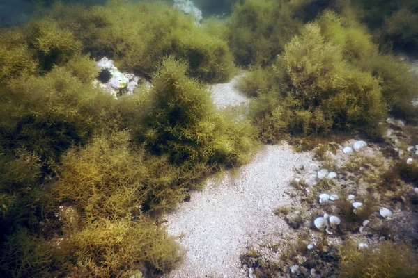 Las wodorostów, wodorosty podwodne, scena podwodna — Zdjęcie stockowe