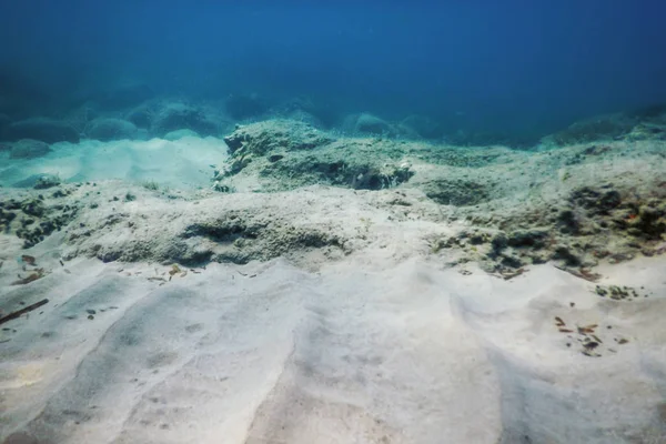 Морське життя під водою Робить сонячне світло, підводне життя — стокове фото