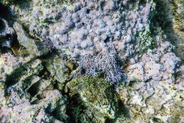 Scène sous-marine Lumière du soleil, poissons Vie sous-marine. — Photo