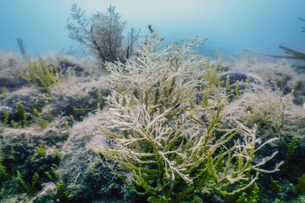海底生物岩石阳光，水下生物 — 图库照片