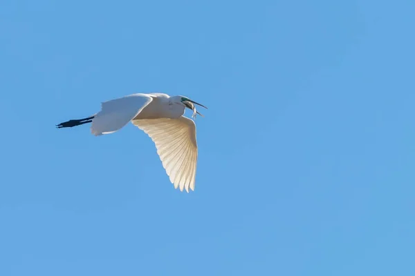 Grande Egret Voando com peixes em bico, (Ardea alba) Grande Egret F — Fotografia de Stock