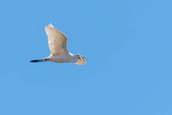 Silberreiher fliegen mit Fisch im Schnabel, (ardea alba) Silberreiher — Stockfoto