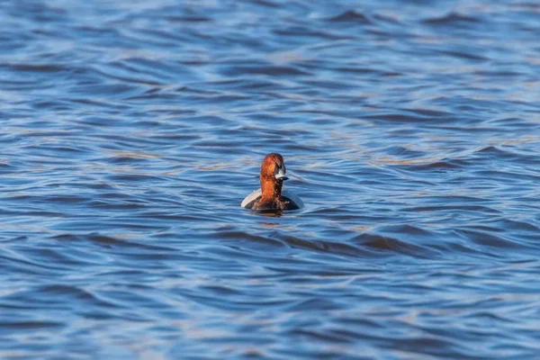 Vanlig Pochard manliga simning i sjön (Aythya ferina) — Stockfoto