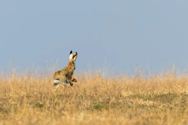 Liebre Marrón Europea (Lepus europeaus) corriendo en campo de primavera ti — Foto de Stock
