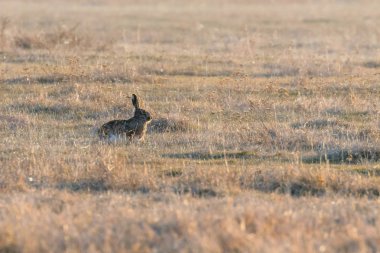 Avrupa kahverengi tavşan (tavşan europeaus) alanında gizleme tim bahar