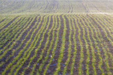 Genç lahanası gündoğumu örümcek ağı bir yeşil, yeşil tarlalarda