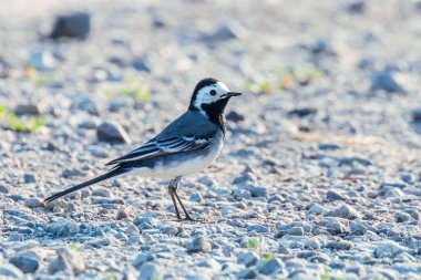 Beyaz Wagtail (Motacilla alba) Şirin Küçük Kuş