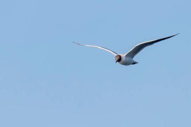 Uçan Martı, Kara Kafalı Martı (Larus ridibundus)