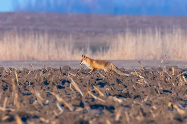 Κόκκινη αλεπού περπατώντας μέσω πεδίο, ανοιξιάτικο πρωινό (Vulpes vulpes) — Φωτογραφία Αρχείου