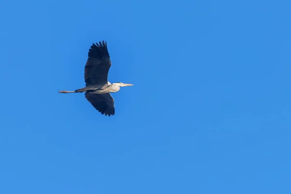 Сіра чапля в польоту (Ardea стегеа) Синє небо — стокове фото