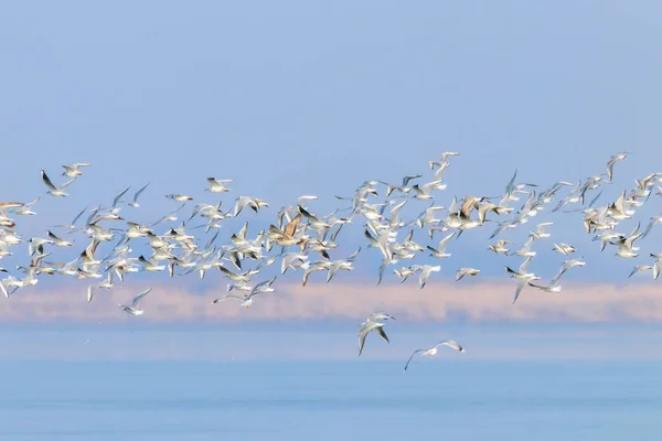 Gaivotas voadoras, rebanho de gaivotas em voo — Fotografia de Stock