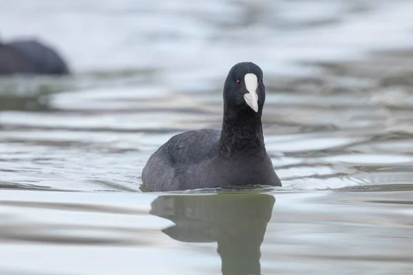 Fußbodenschwimmen (Fulica atra) aus nächster Nähe — Stockfoto