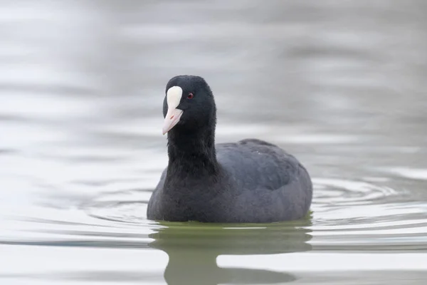 Fußbodenschwimmen (Fulica atra) aus nächster Nähe — Stockfoto