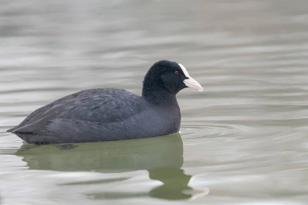 Плавання кішок (Fulica atra) Закрийте Євразійську кістку — стокове фото