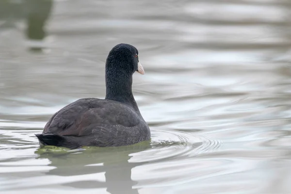 Fußbodenschwimmen (Fulica atra) aus nächster Nähe — Stockfoto