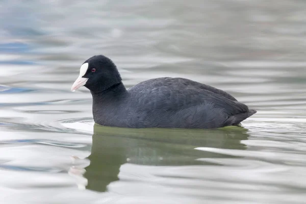 Coot úszás (Fulica atra) Közelkép Eurázsiai Coot — Stock Fotó