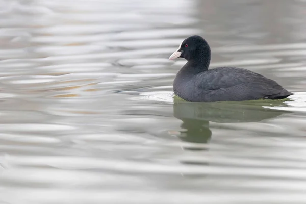 Coot Natação (Fulica atra) Close up Eurasian Coot — Fotografia de Stock