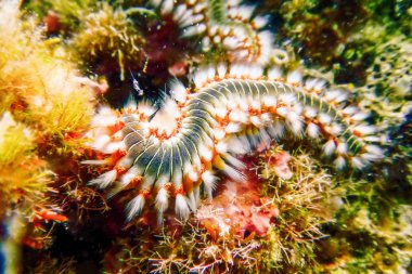 Sakallı Ateş Solucanı (Hermodice carunculata) Sualtı Mediterranea