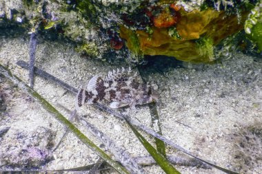 İskorpit sualtı sualtı hayatı. Küçük kırmızı scorpionfish