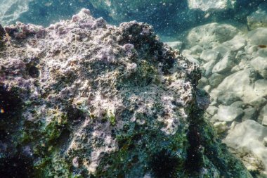 Deniz Yaşamı Su Altında Kayalar Güneş Işığı Altında Yaşam