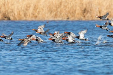 Pochard ördekleri suyun üzerinde uçar (Aythya ferina)