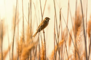 Sazlıkta oturan sazlık (Emberiza schoeniclus)