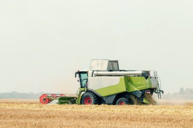 Buğday tarlasında çalışan hasat makinesini birleştirin. Buğday hasat ediyorum..