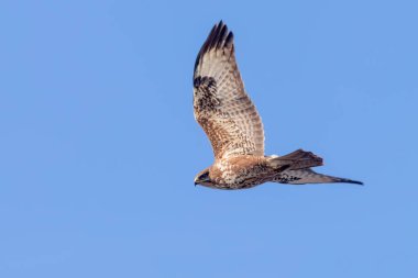 Bayağı şahin (Buteo buteo) uçuş, arkadan görünüm
