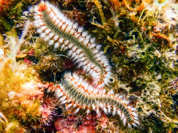 Bärtiger Feuerwurm (hermodice carunculata) unter Wasser — Stockfoto