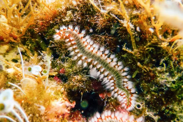 Bearded Fireworm (Hermodice carunculata) Underwater Mediterranea — Stock Photo, Image