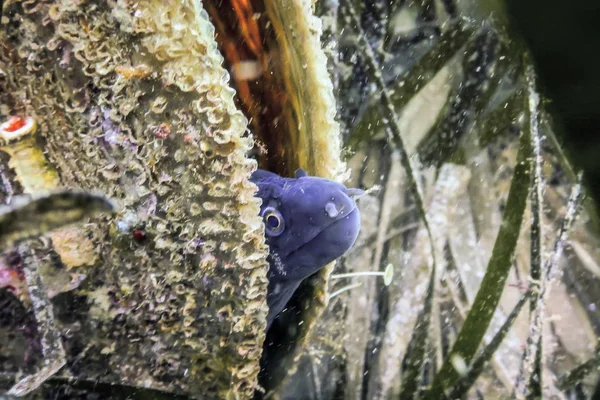 Mediterranean Moray (Muraena helena) Saint Helena Moray