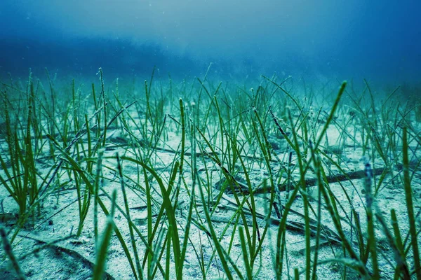 Unterwasser Grünes Seegras, Seegras Unterwasser — Stockfoto