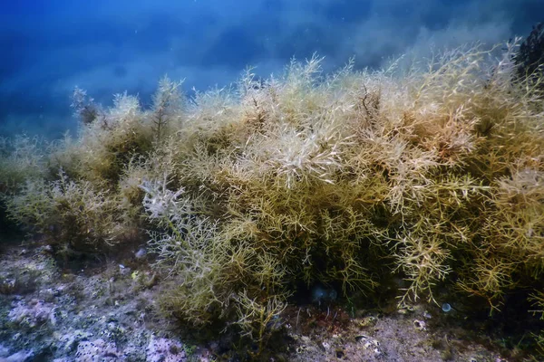 Yosun Ormanı, Yosun Sualtı, Sualtı Sahnesi — Stok fotoğraf