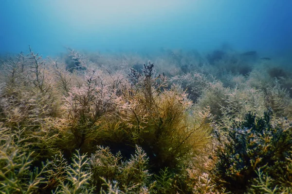 Bosque de algas marinas, Algas marinas bajo el agua, Escena submarina —  Fotos de Stock