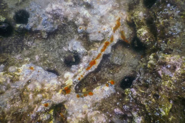 Naufrage dans l'eau bleue, naufrage rouillé avec des coraux en croissance — Photo