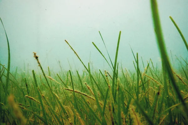 Trawa morska pod wodą, Podwodne zbliżenie Zielona trawa morska — Zdjęcie stockowe