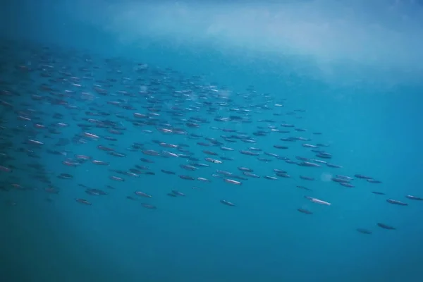 Escuela de peces bajo el agua. Peces fondo submarino. — Foto de Stock