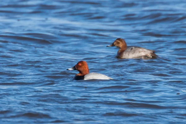 Par comum Pochard nadando no lago (Aythya ferina ) — Fotografia de Stock