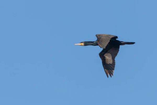 Grote aalscholver tijdens de vlucht (Phalacrocorax carbo) — Stockfoto